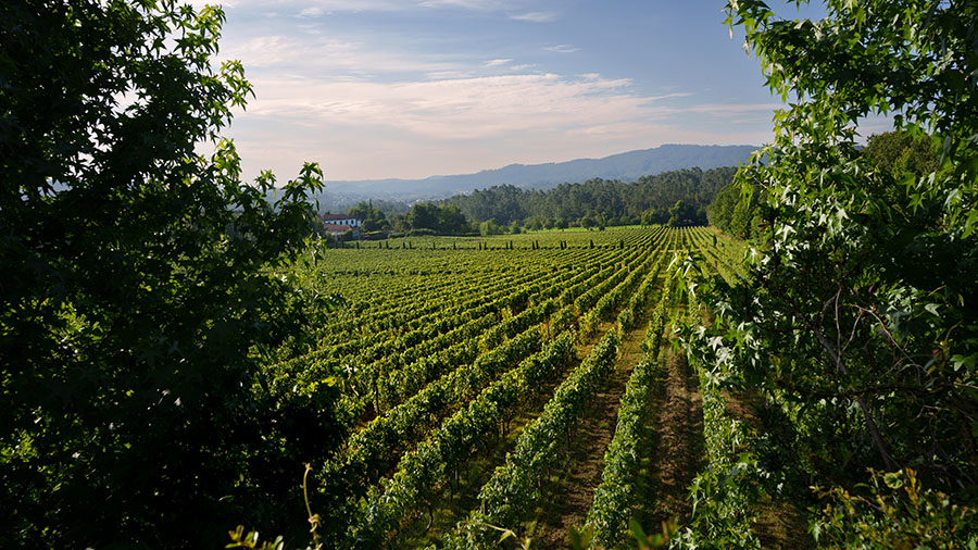Quinta de Azevedo vinhos